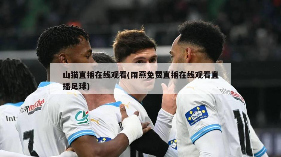 山猫直播在线观看(雨燕免费直播在线观看直播足球)